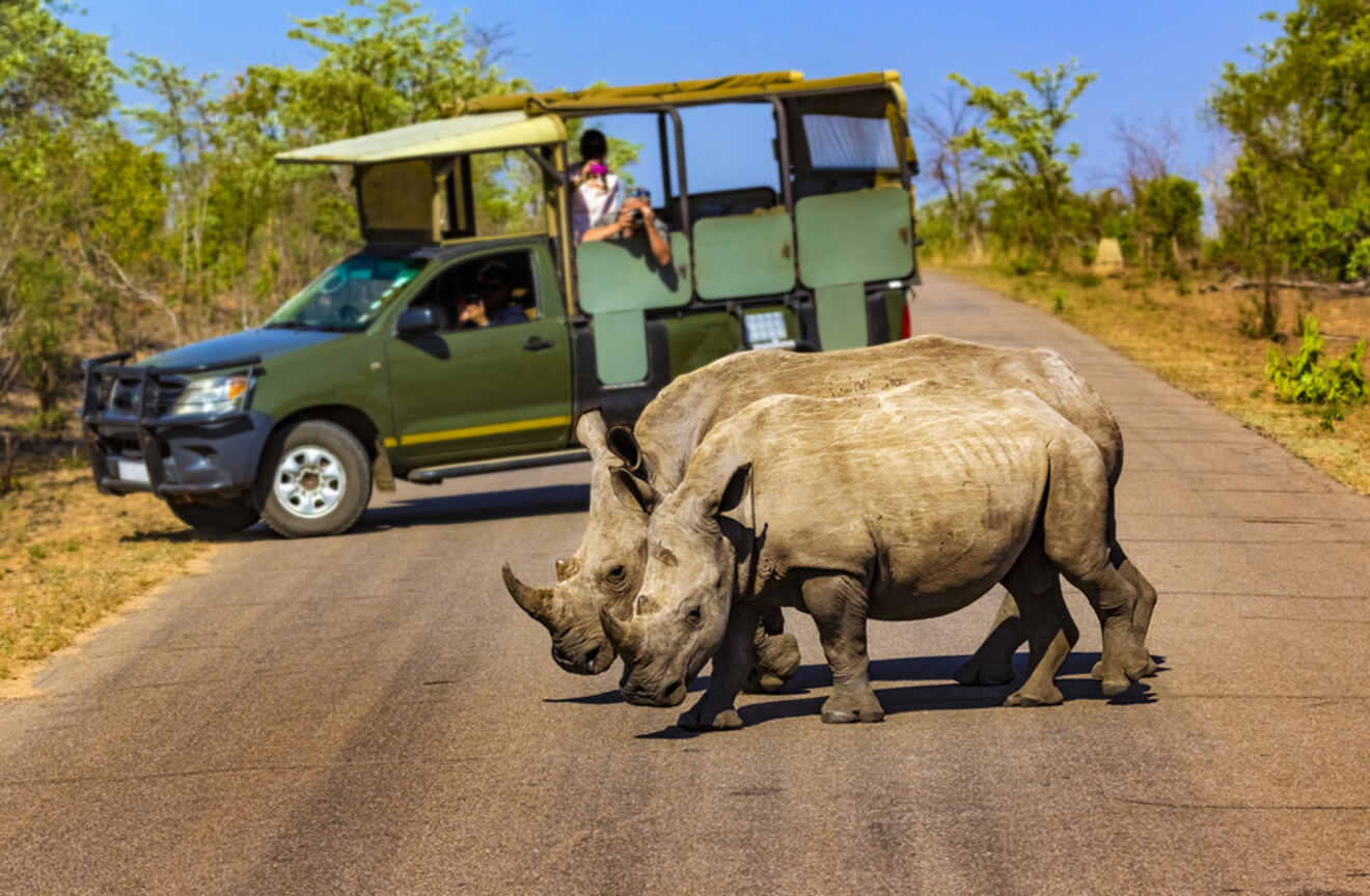 a safari truck standing on a road behind two rhinos