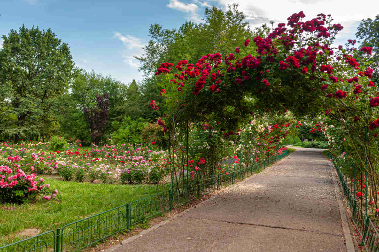 A serene park pathway lined with lush, vibrant rose bushes forming an arch overhead, leading through a colorful rose garden, offering a peaceful natural retreat in the Botanical Garden in Bucharest