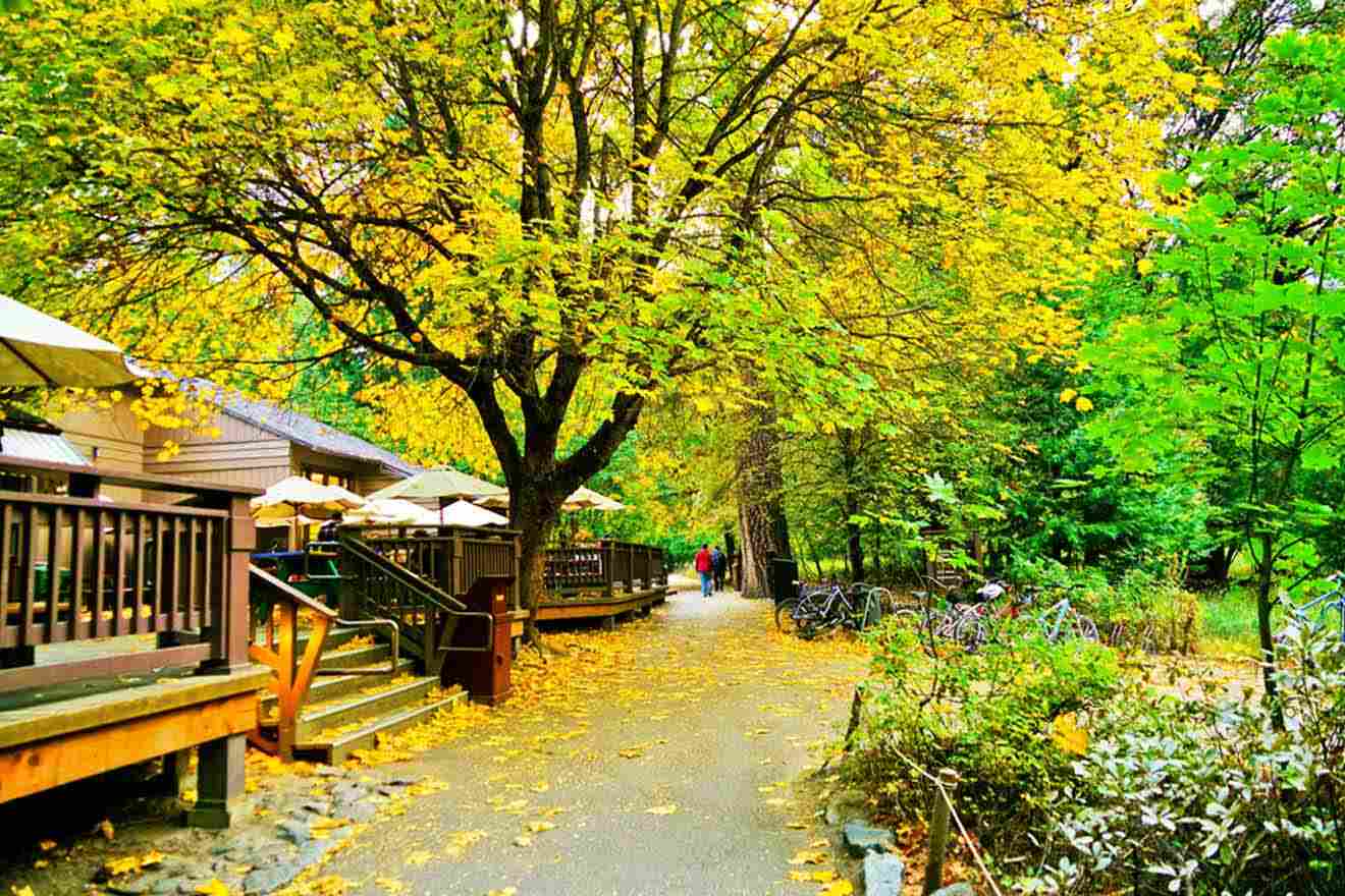 A vibrant autumnal scene with yellow leaves on trees lining a pathway next to an outdoor seating area of a café, depicting a serene park setting.