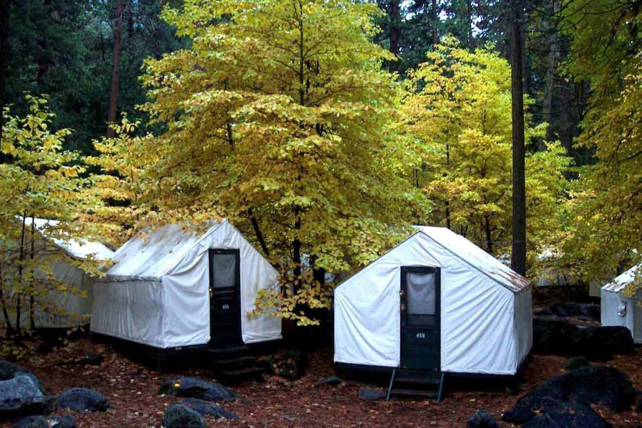 White canvas tents nestled among golden-leaved trees in Yosemite National Park, offering a rustic camping experience in a forest setting