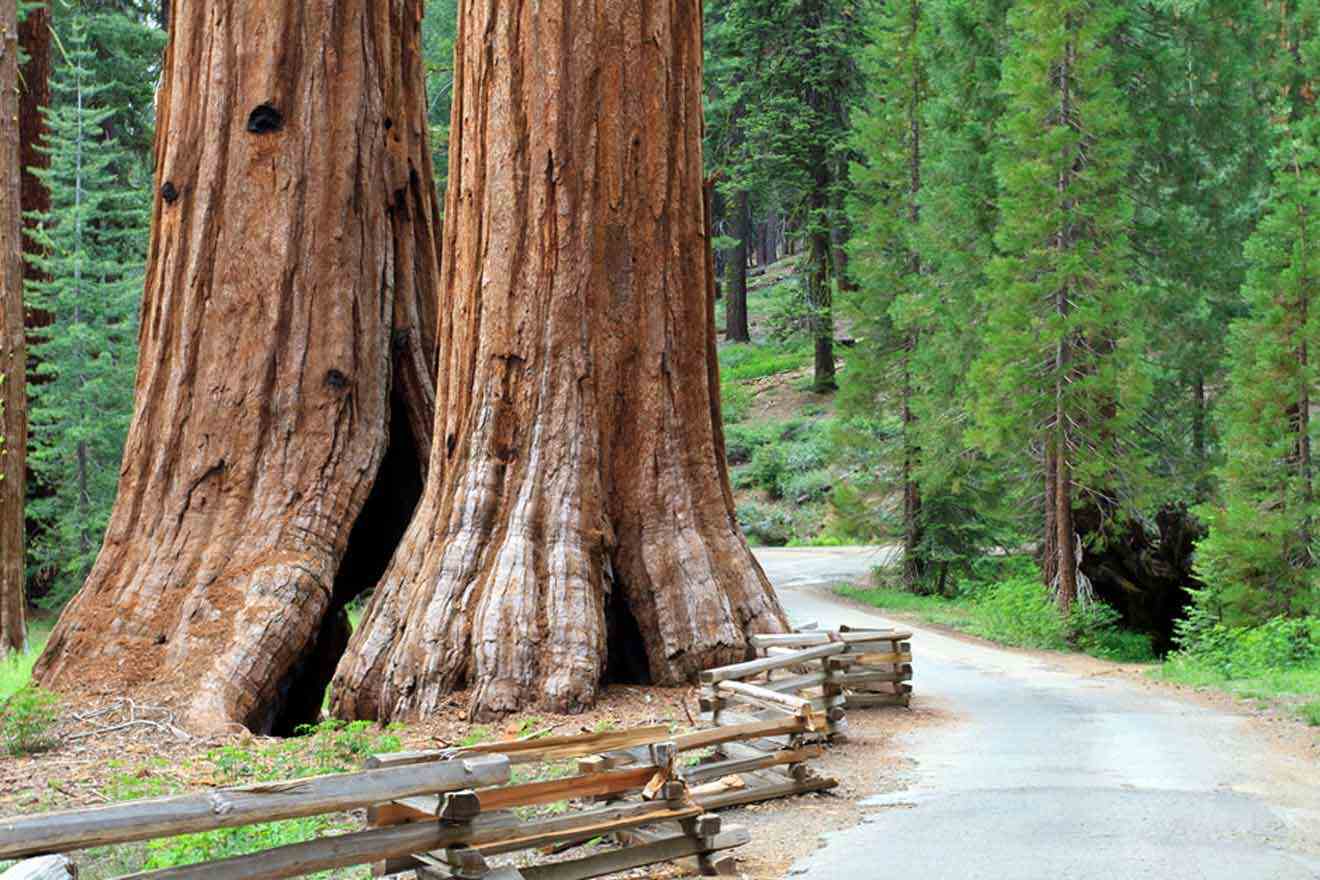 Giant sequoia trees flanking a dirt road with a wooden fence, showcasing the massive scale and natural beauty of Mariposa Grove