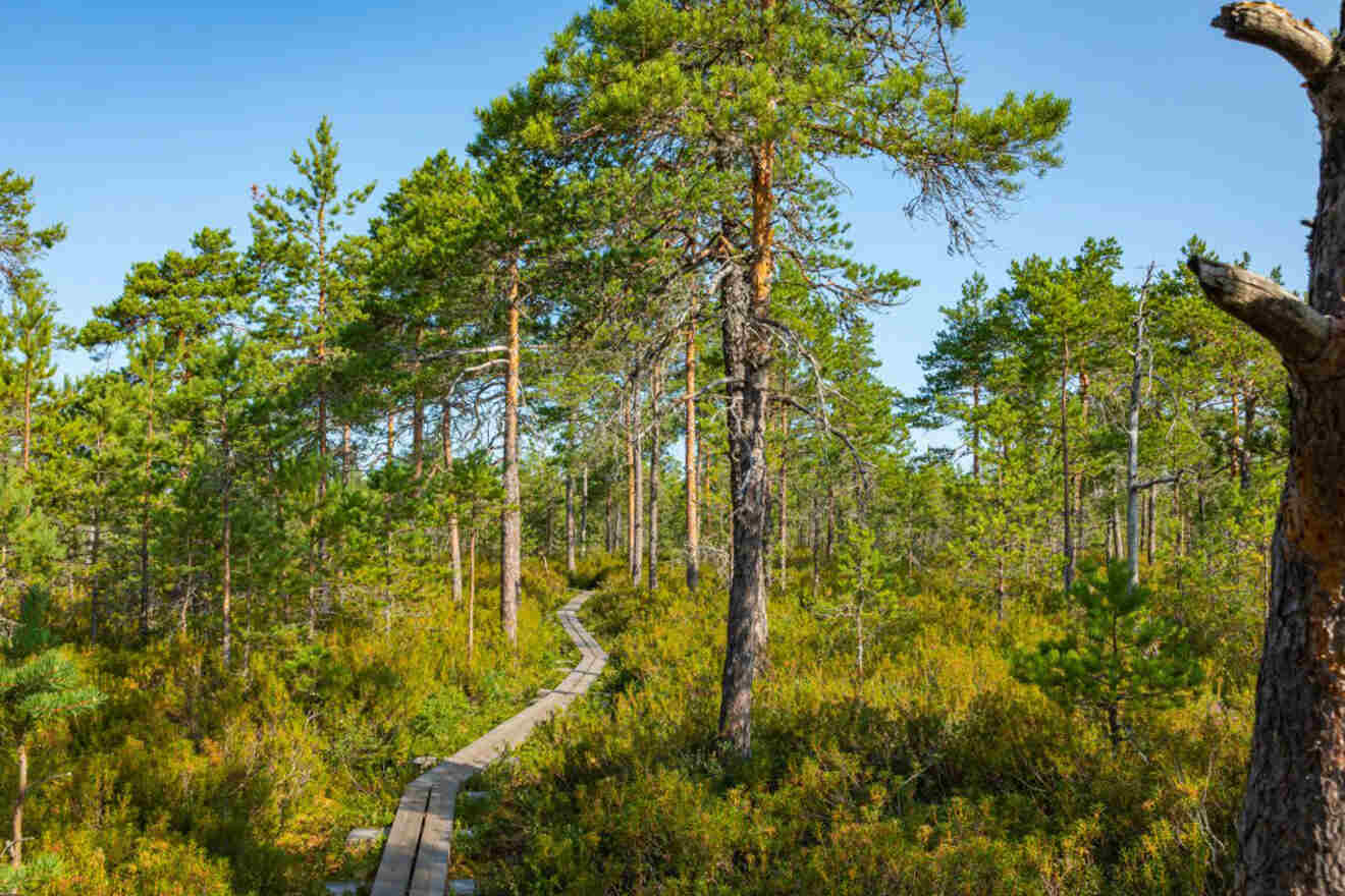 Wooden boardwalk winding through the tranquil pine forests of Kurjenrahka National Park near Turku, under a clear sky
