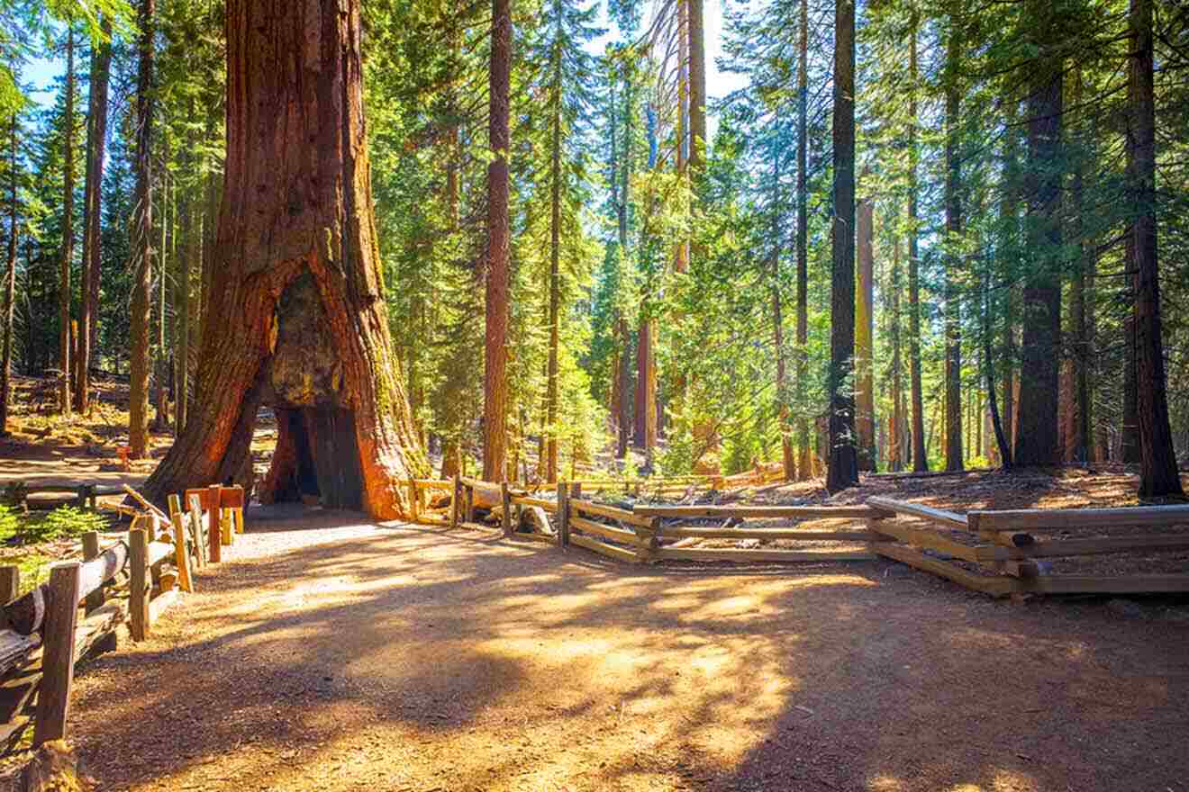 A closer view of a towering sequoia with a large hollow base, surrounded by a wooden fence in the sunlit Mariposa Grove, highlighting the grandeur of these ancient trees.