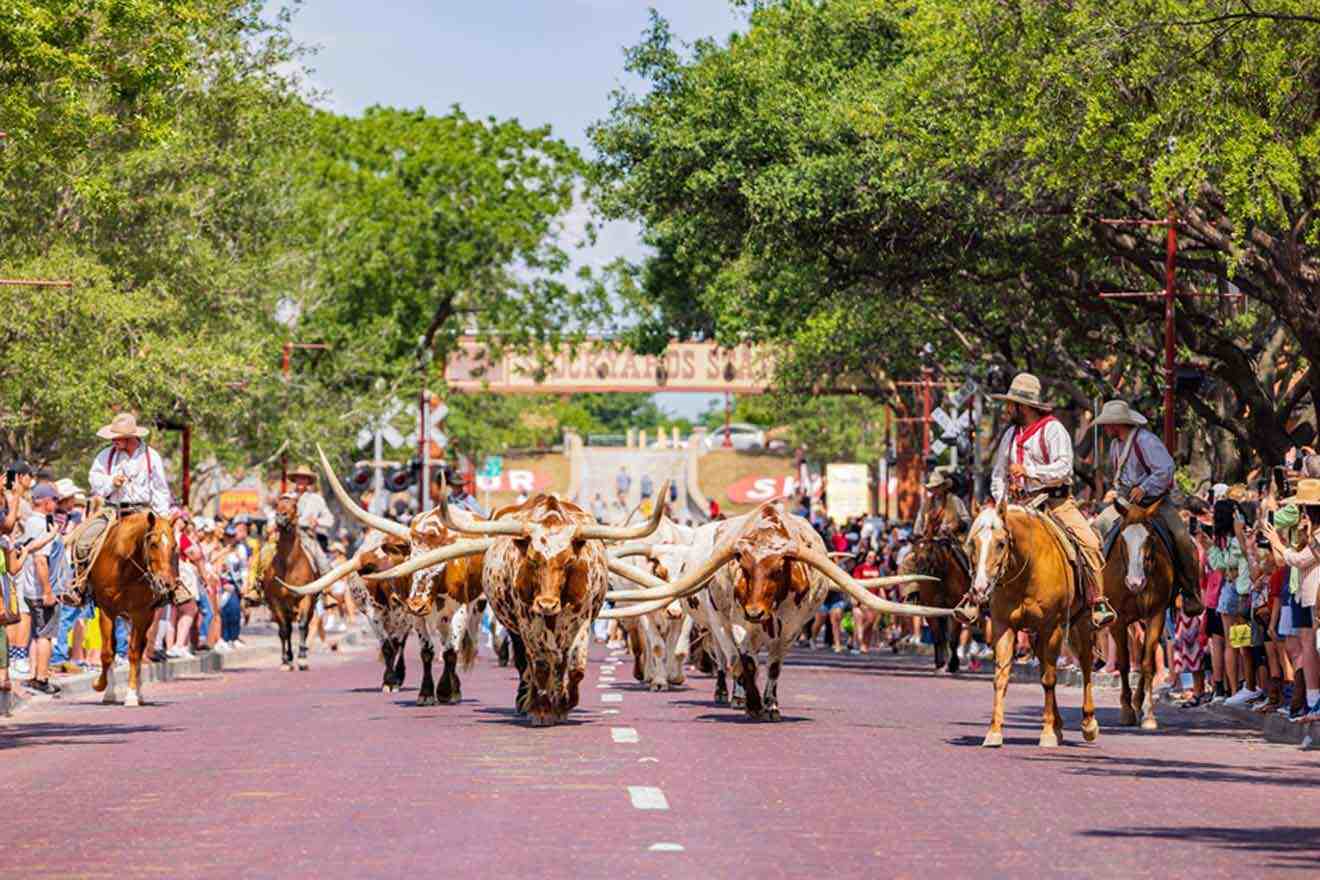 A traditional cattle drive procession with cowboys on horseback herding longhorn cattle down a city street, celebrating historical culture.
