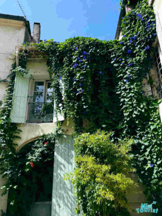 A picturesque view of a verdant, vine-covered building in Avignon, France, with open shutters and blooming flowers