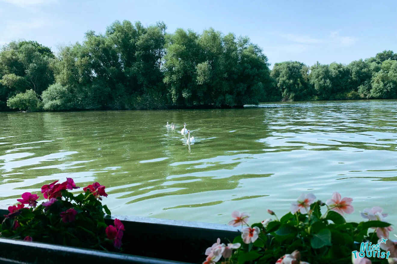 A serene view of swans gliding on the Great War Island in Belgrade, with lush greenery in the background and vibrant pink flowers in the foreground.