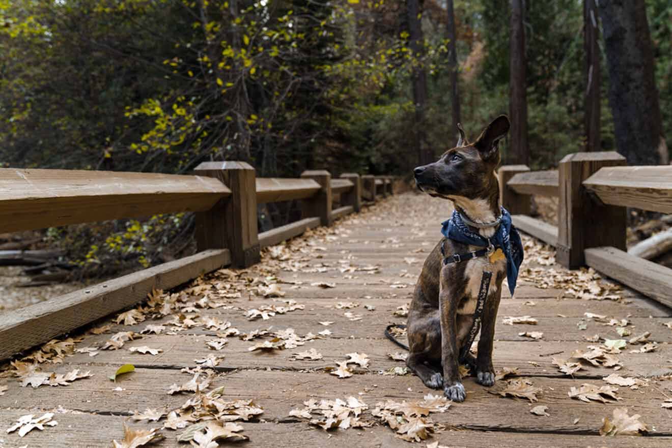 Dog on a leash sitting on a wooden bridge covered with fallen leaves in Yosemite, attentively looking off to the side.