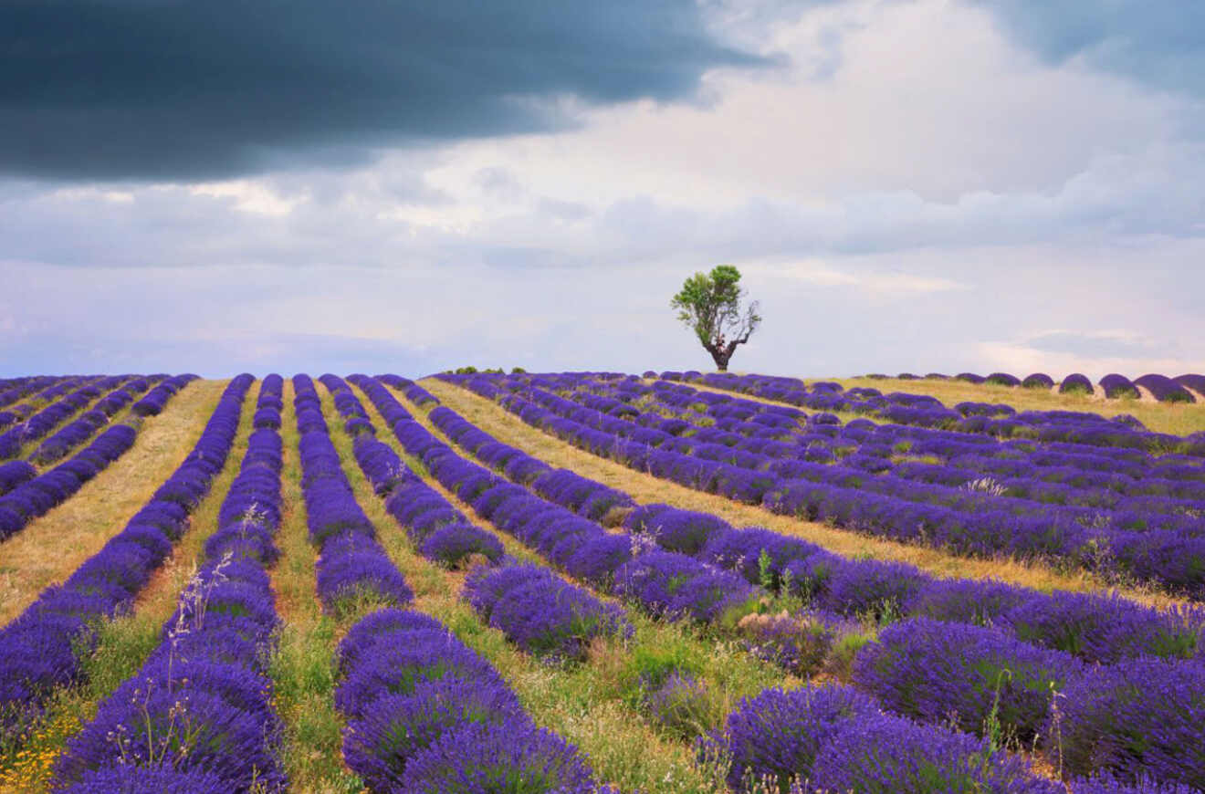Dramatic landscape of Valensole Plateau with rows of purple lavender under a stormy sky in Aix-en-Provence, France