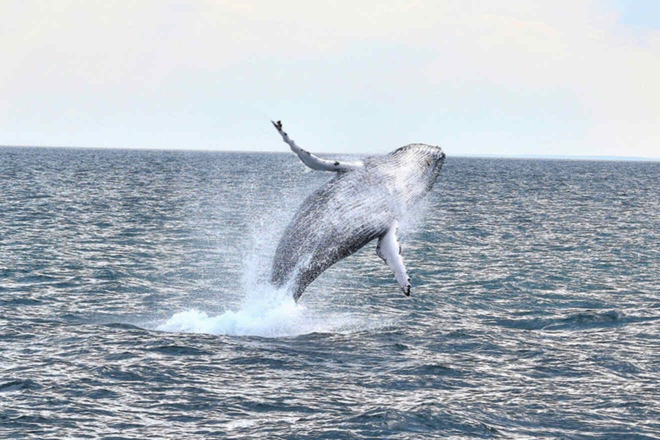A humpback whale breaching spectacularly with splashes of water, captured during a whale-watching tour off the coast of Boston