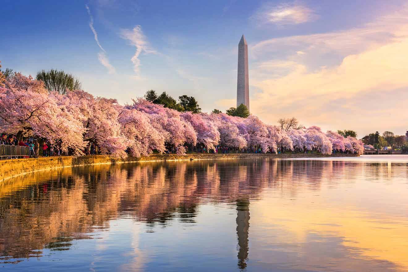 A scenic view of the Washington Monument surrounded by cherry blossoms in full bloom, reflecting on the Tidal Basin waters during a beautiful spring sunset.