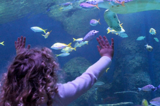 A child with curly hair presses hands against a large aquarium glass, mesmerized by the colorful array of tropical fish swimming inside