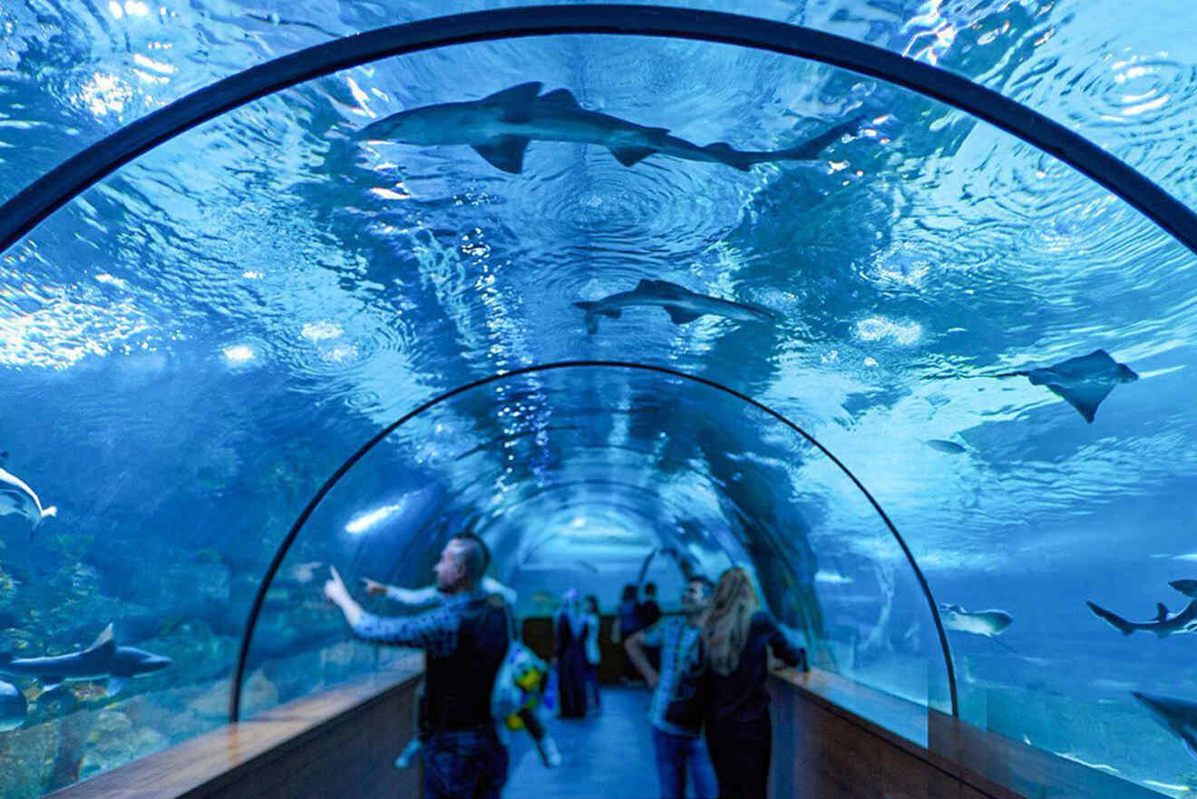 Visitors inside Aquavega Aquarium, enthralled by the underwater world as they walk through a clear tunnel surrounded by sharks and various marine life.