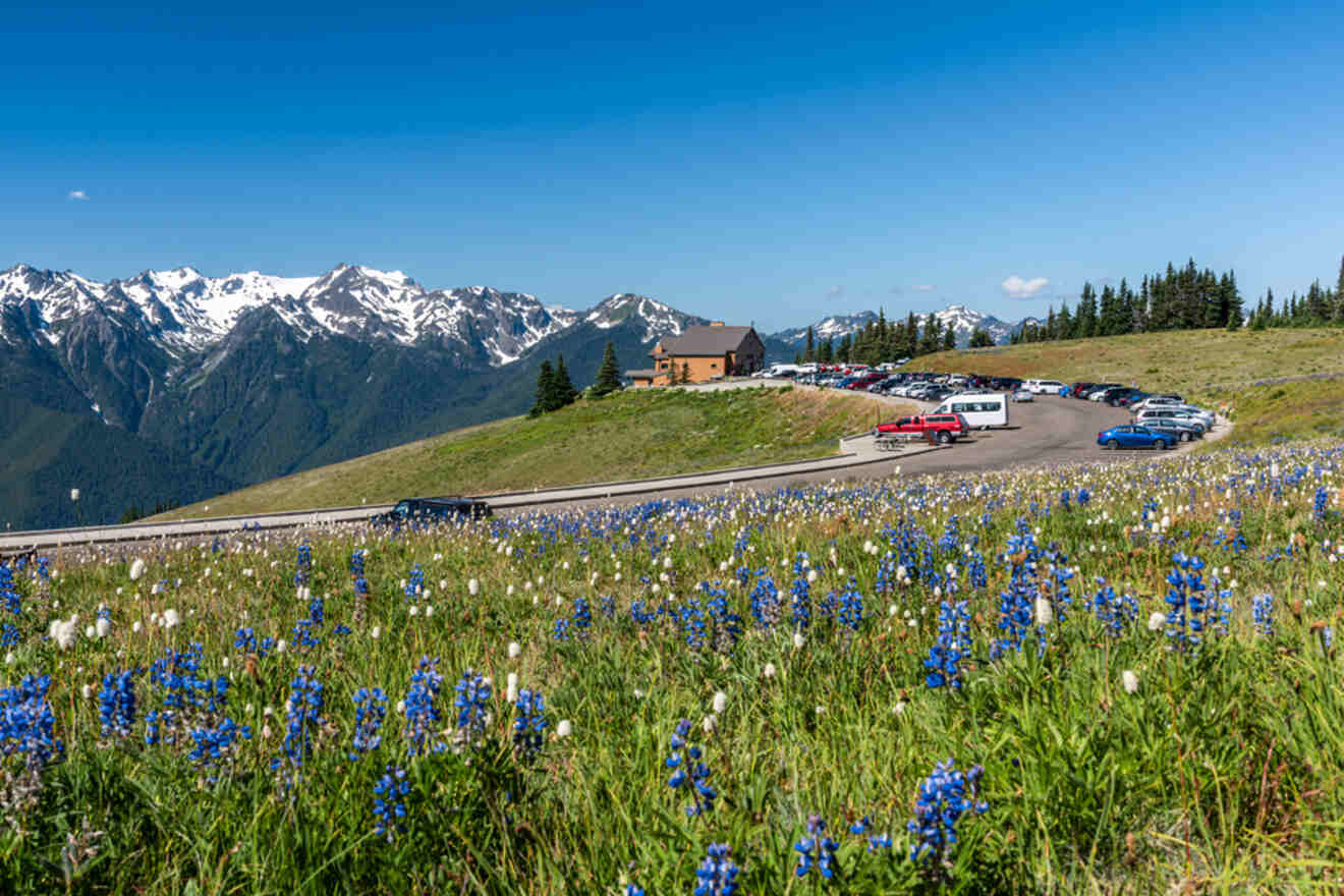 Idyllic mountain landscape at Hurricane Ridge with a field of wildflowers in the foreground and snow-capped peaks under a clear blue sky, within Olympic National Park