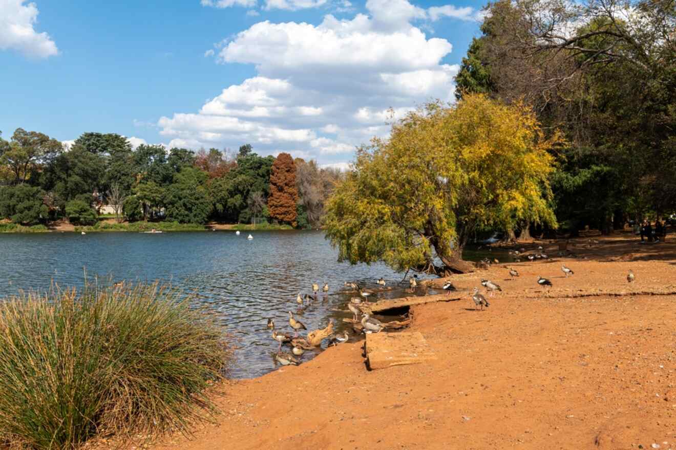 A peaceful lakeside scene in the Northern Suburbs, where ducks and geese gather by the water's edge amidst the backdrop of lush trees and a clear blue sky