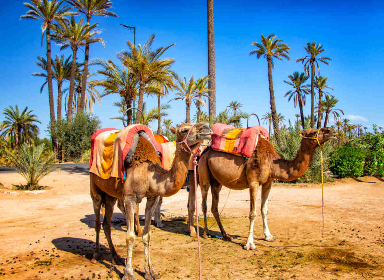 Two camels with traditional saddles standing in the sunlit Palmeraie area of Marrakech, surrounded by lush palm trees under a bright blue sky
