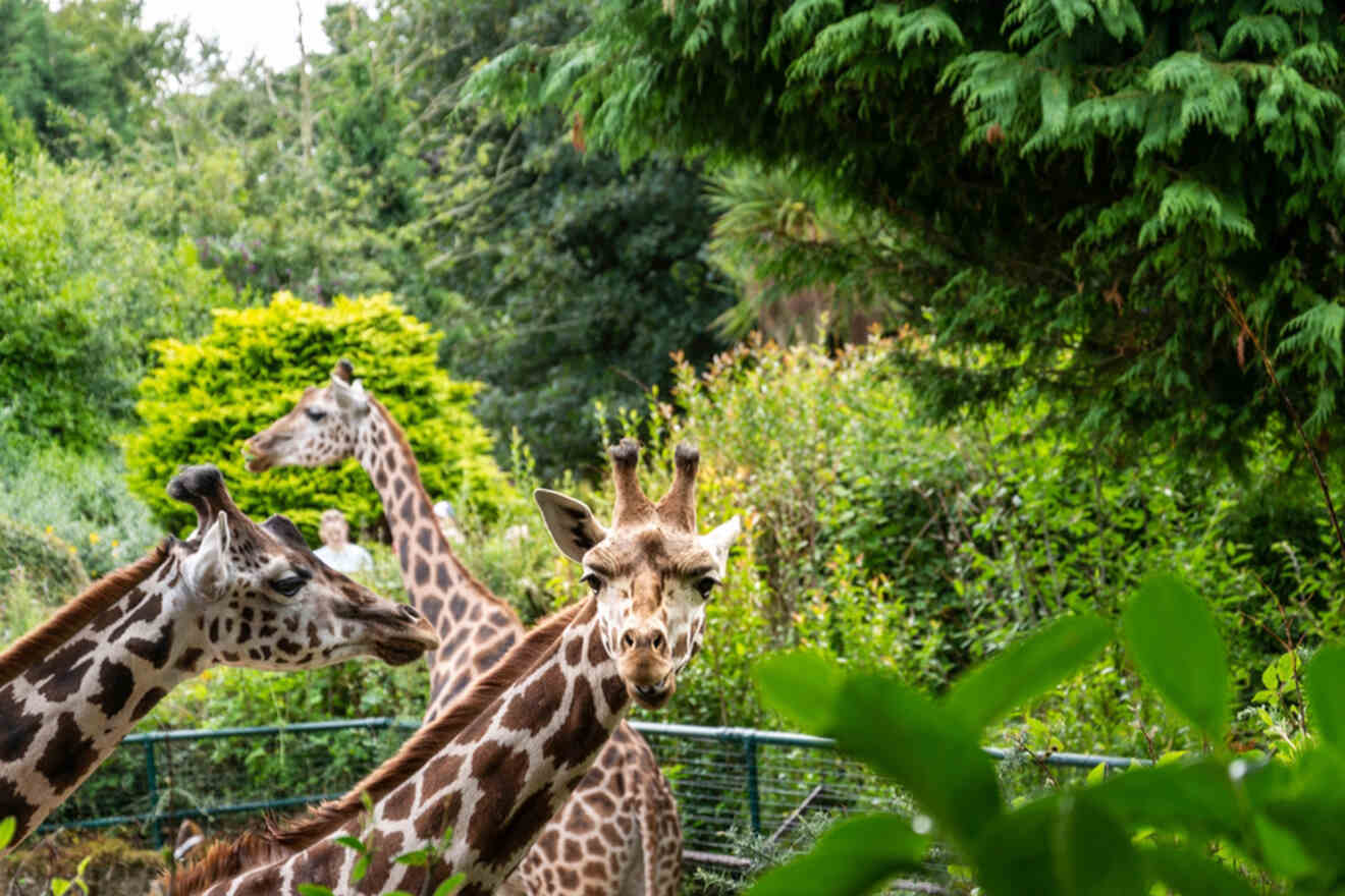 Giraffes at the Belfast Zoo, peering curiously towards the camera, set against a backdrop of dense foliage, providing an engaging wildlife experience