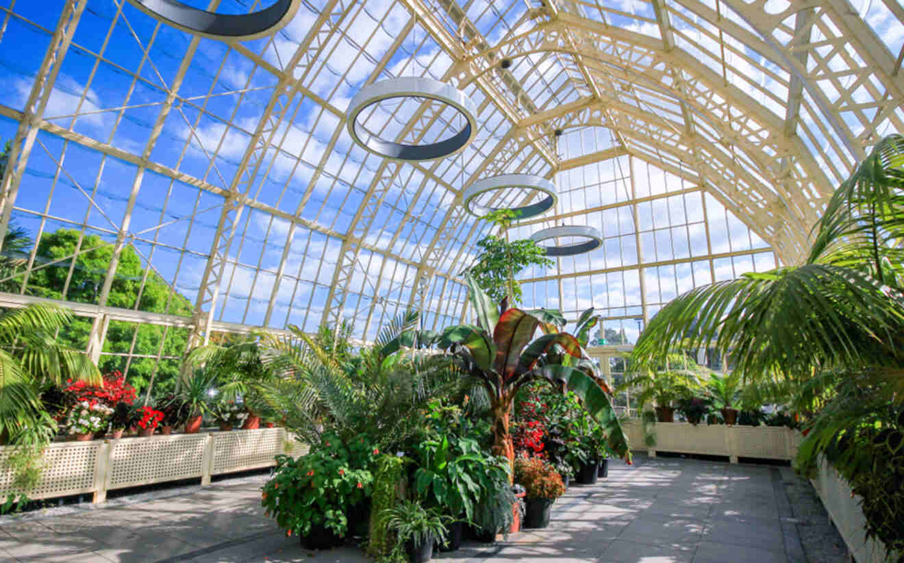 A sunny interior of the National Botanical Gardens in Dublin, displaying a variety of tropical plants under a large glasshouse structure.