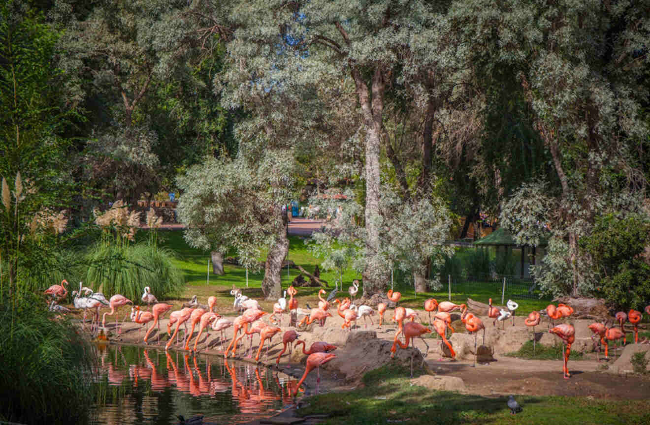 Flock of flamingos beside a tranquil pond surrounded by lush greenery at the Madrid Zoo