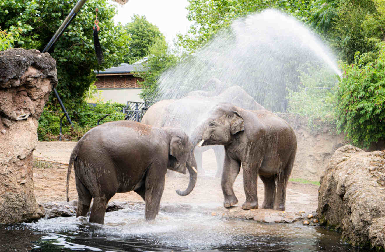 Two Asian elephants at the Dublin Zoo enjoying a shower, with one spraying water over the other, set against a backdrop of greenery.