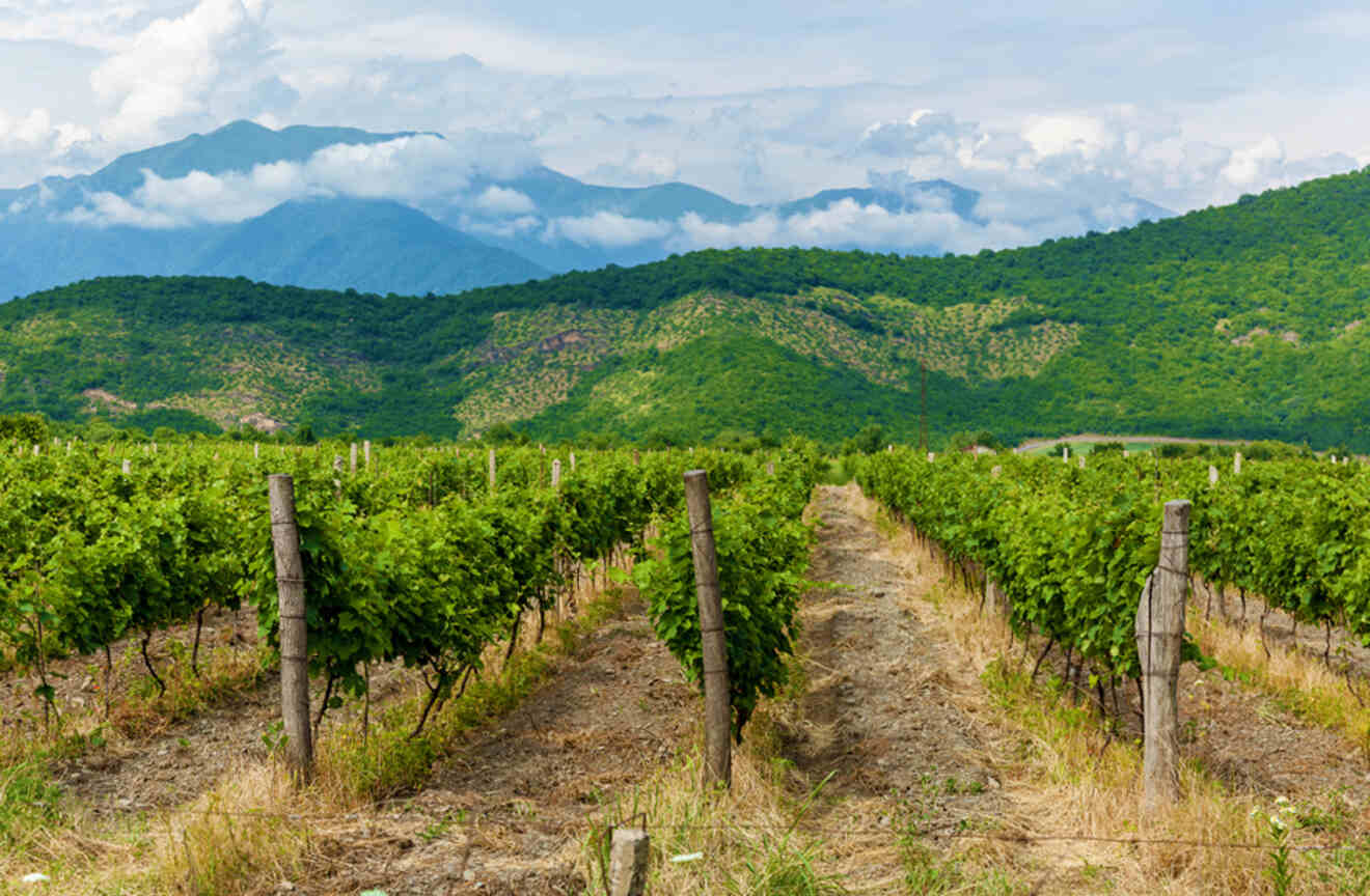 Verdant vineyard rows leading the eye towards misty mountains, encapsulating the essence of the Kakheti wine region with its fertile landscapes