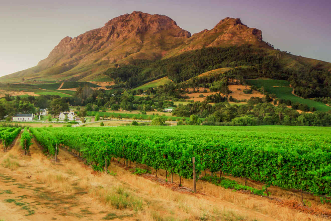 Serene view of a Cape Town wine farm with lush vineyards in the foreground, a white farmstead, and a mountainous backdrop during twilight