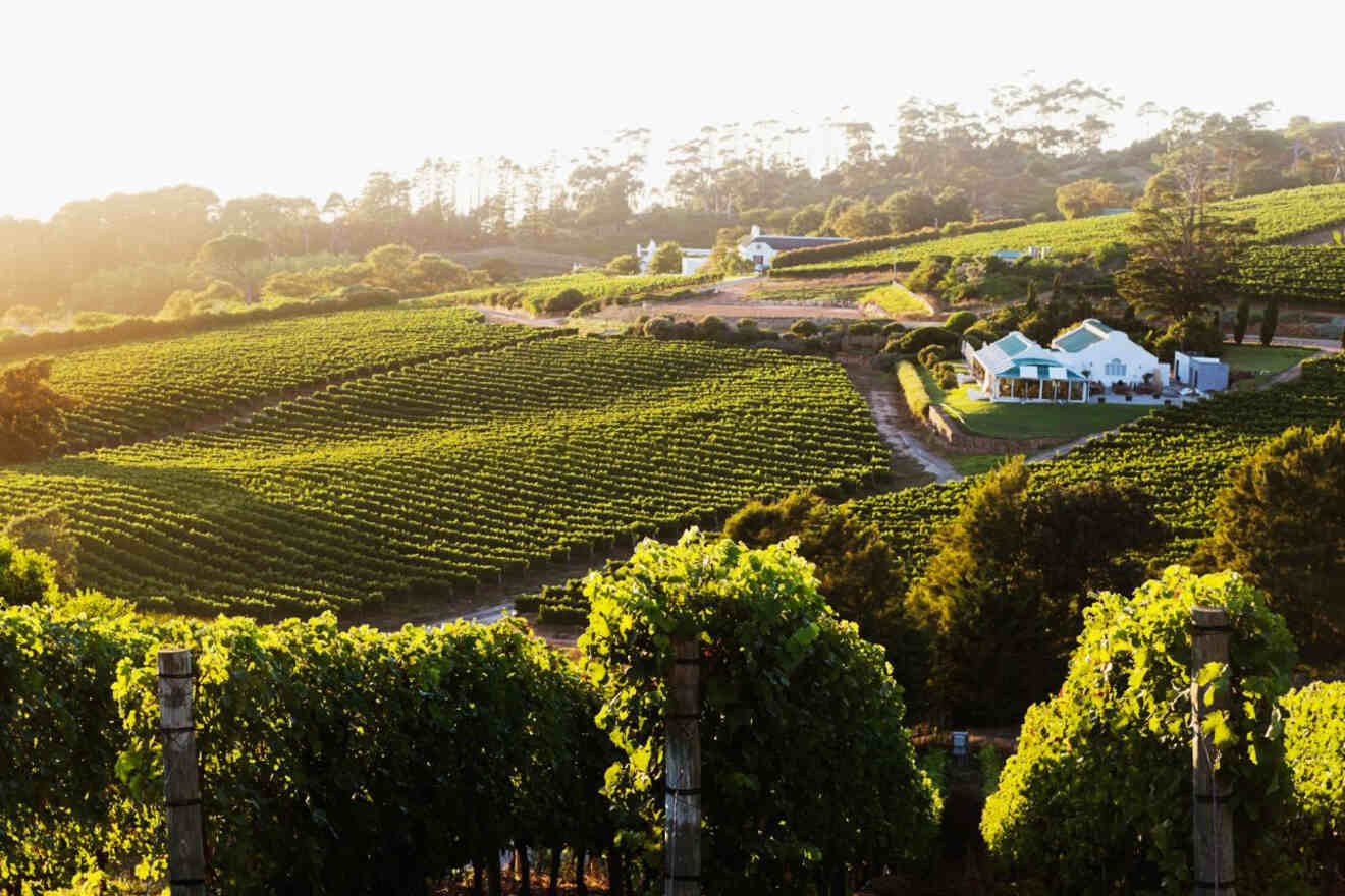 Golden sunlight bathing the rolling vineyards and elegant estate of Constantia wine farm, nestled at the foot of a verdant mountain