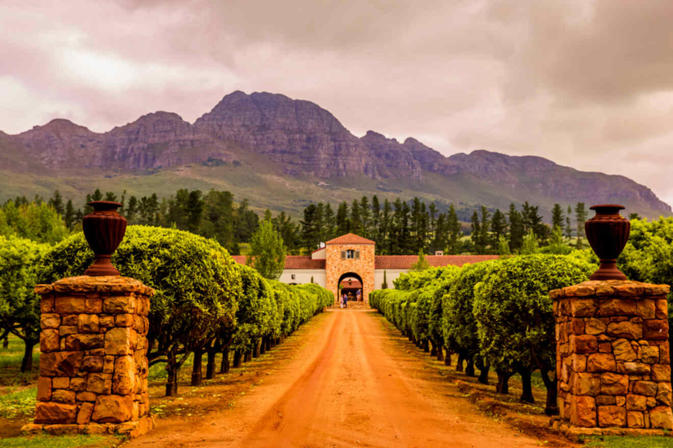 The grand entrance to a Stellenbosch wine farm, featuring a long, tree-lined driveway leading to a classic estate against a backdrop of majestic mountains