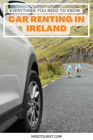 A close-up view of a car's rear on a rural Irish road with two sheep walking ahead, illustrating the experience of driving in Ireland