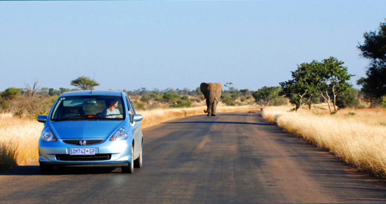 A blue car drives on a paved road with an elephant walking ahead in the distance on a clear day, surrounded by grass and scattered trees.