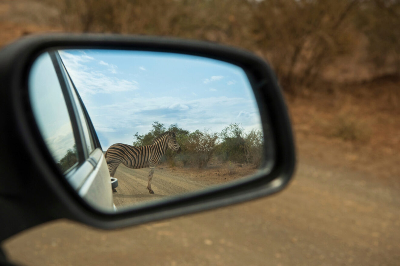 A zebra is visible in the side mirror of a vehicle, walking on a dirt road with a bushy landscape in the background.