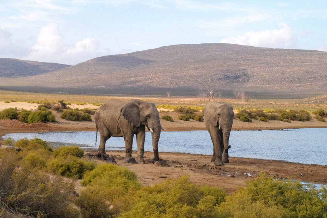 10 aquila private nature reserve Nature and Wildlife Day Trips from Cape Town