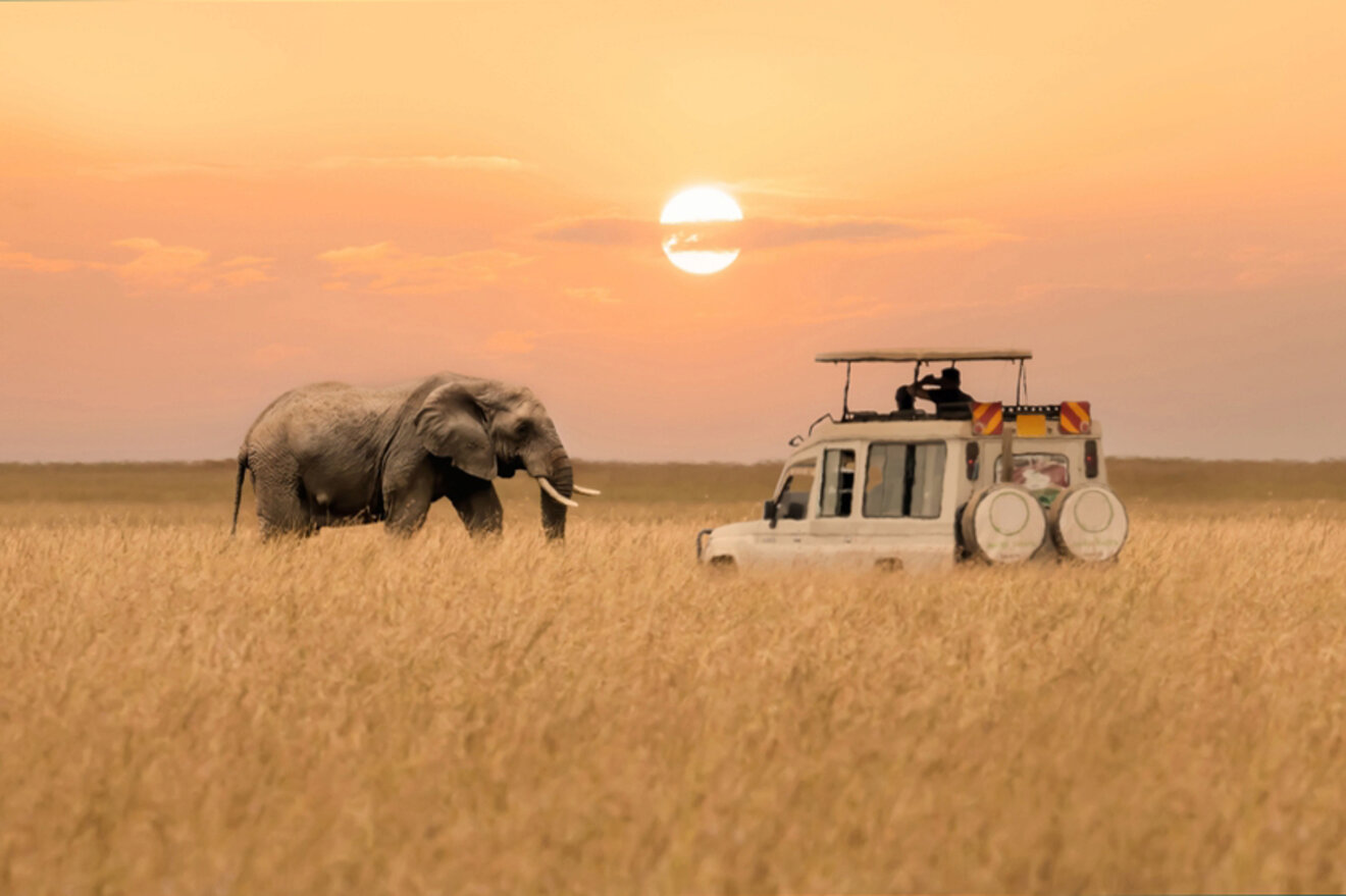 An elephant walks in tall grass near a safari vehicle at sunset with the sun low on the horizon.