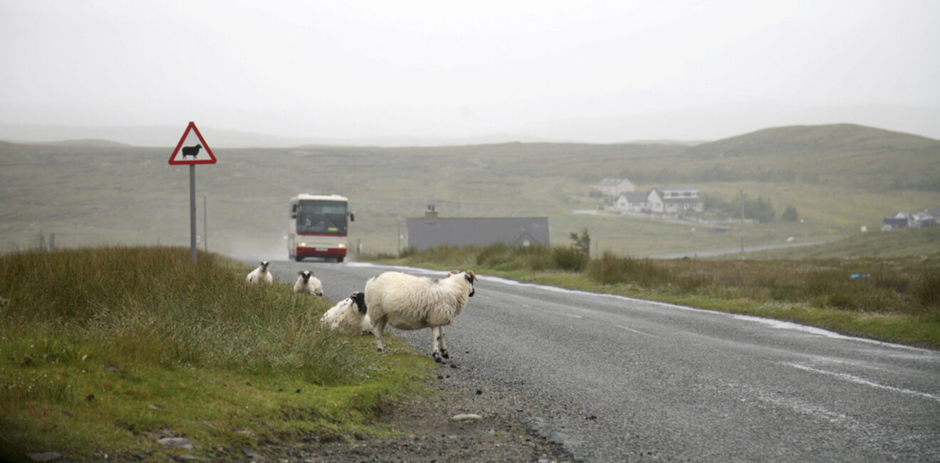 A few sheep are crossing a rural road with a cautionary sheep crossing sign visible. A bus approaches from a distance.