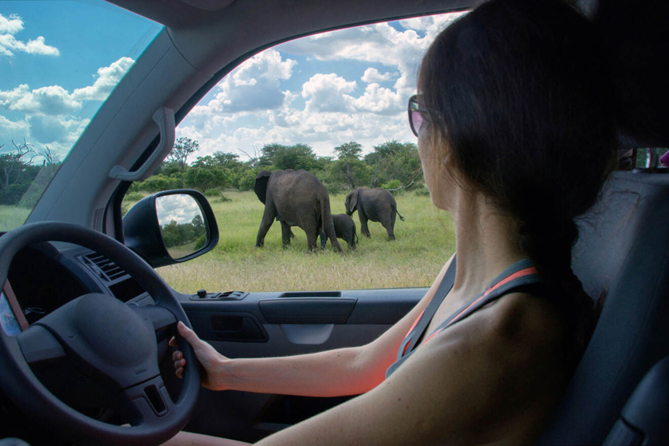 A woman driving a car is looking out her window at three elephants walking on a grassy field under a cloudy sky.