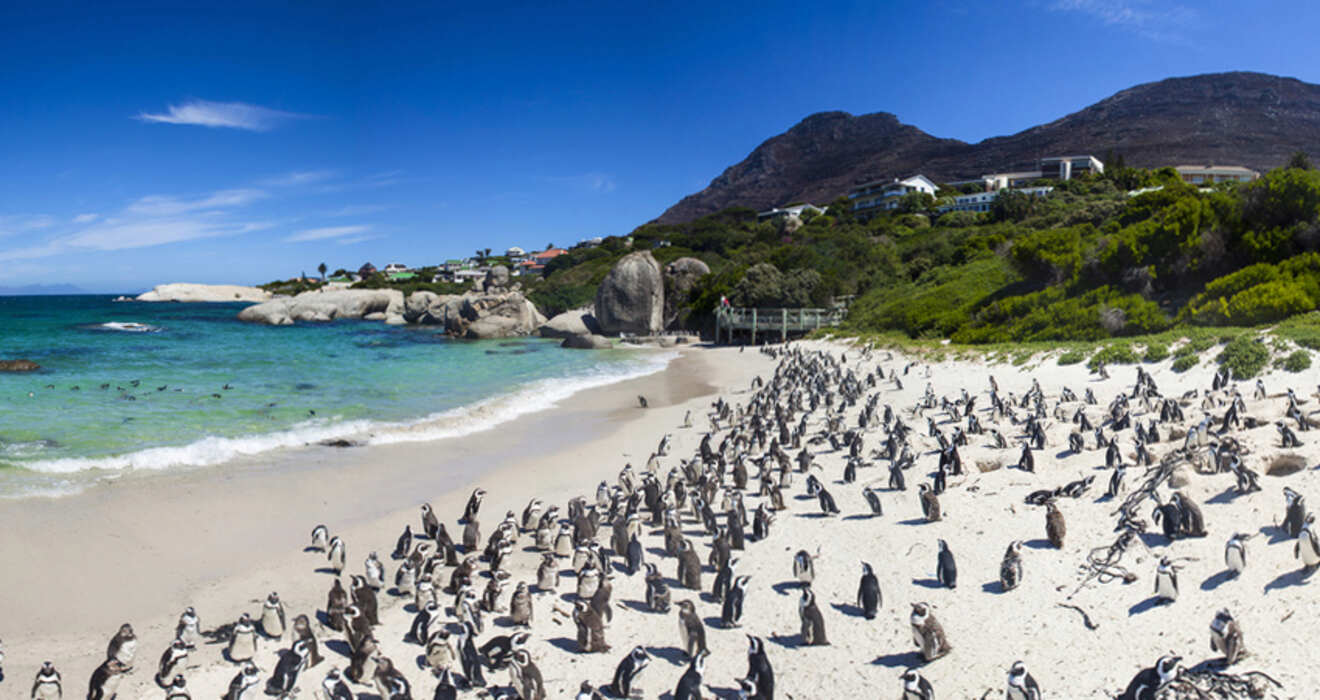 A large colony of penguins on a sandy beach with clear water and green vegetation, against a backdrop of hills and blue sky.