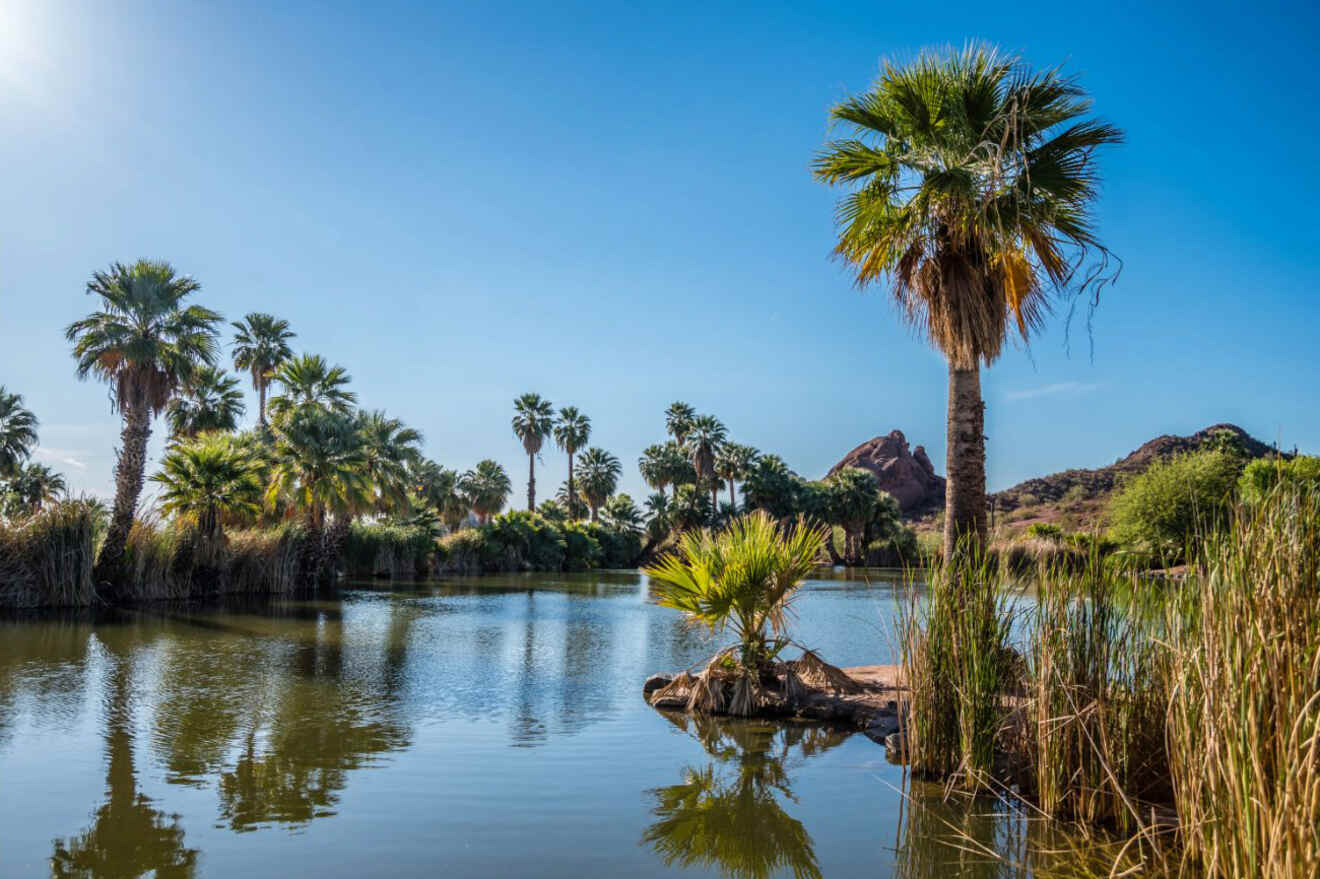A serene pond with tall palm trees and a clear blue sky