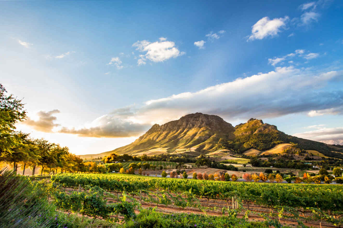 A vibrant vineyard stretches toward a rugged mountain under a partly cloudy sky with a mix of sunlight and shadow. Thin bands of trees line the field edges, adding texture to the landscape.
