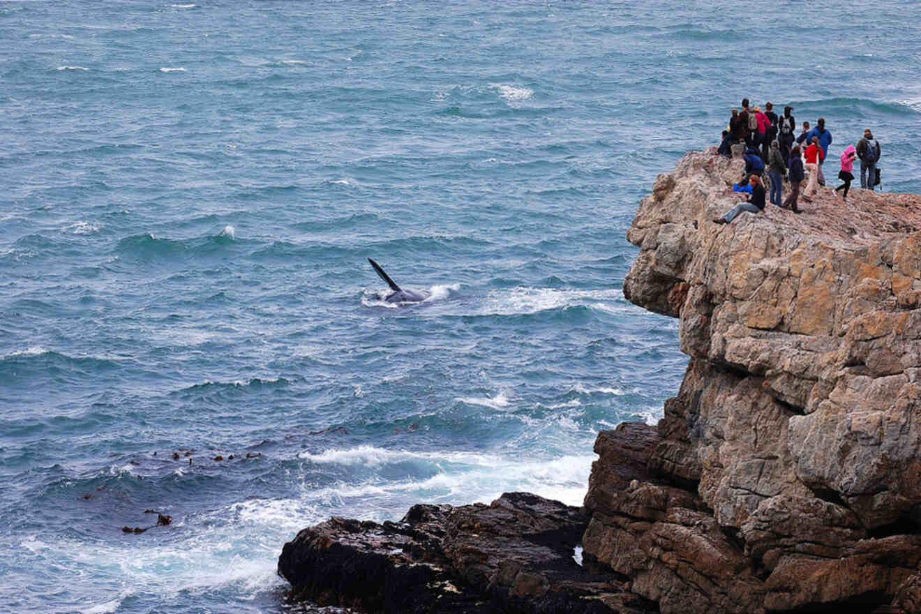 A group of people standing on a rocky cliff edge watch a whale swimming near the shore in rough sea conditions.