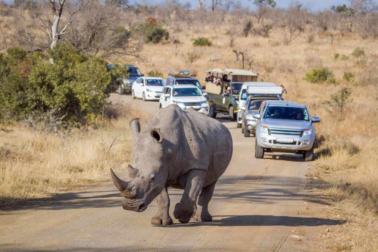A rhinoceros walks on a dirt road in front of several parked cars during a safari in a dry, grassy landscape.