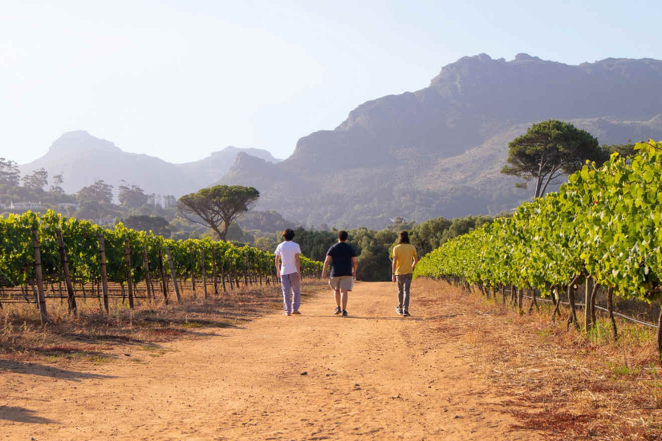 9 constantia cape town Best Hiking Day Trips from Cape Town