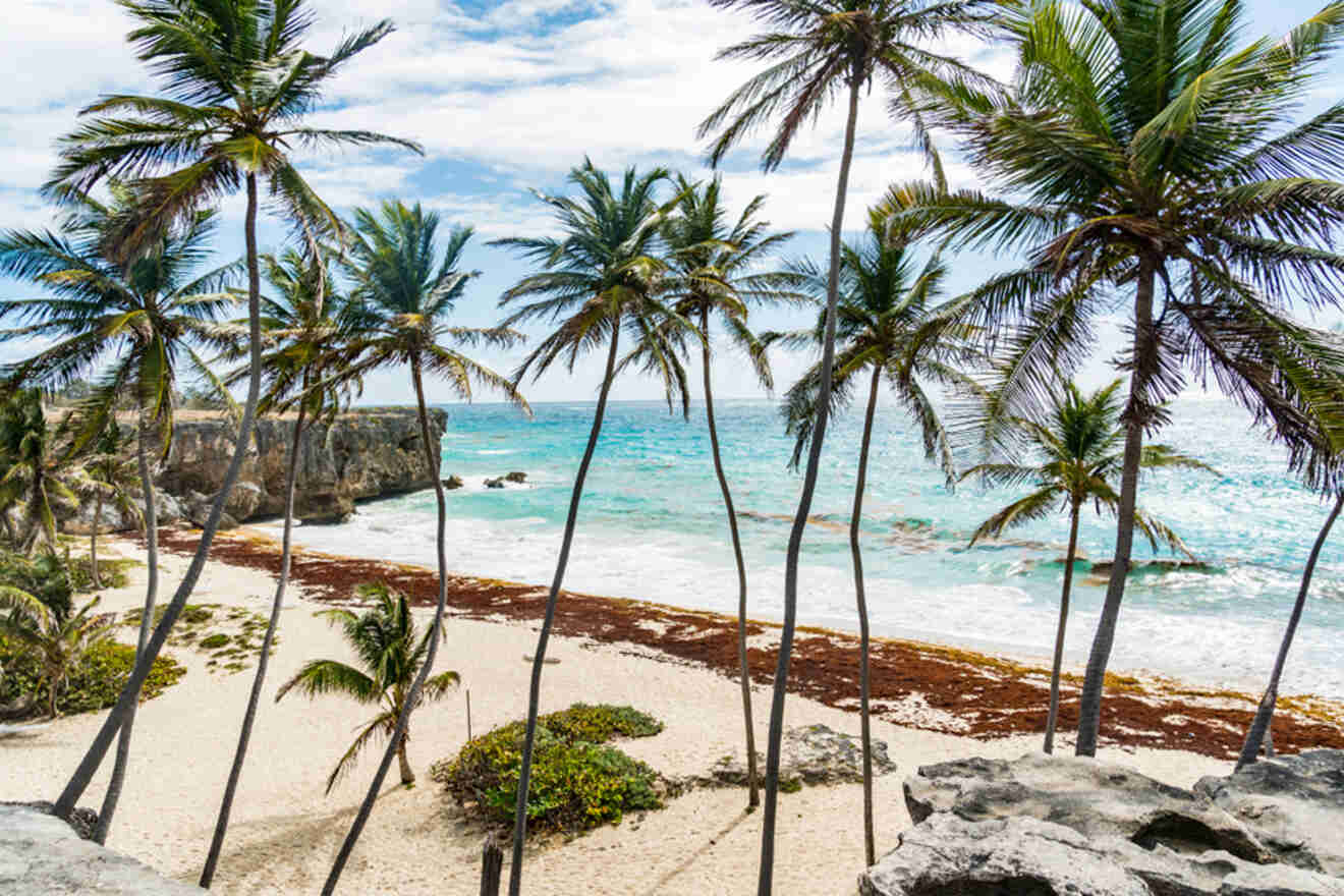 Palm trees line a sandy beach with scattered seaweed, clear turquoise water, and rock formations in the distance under a partly cloudy sky.