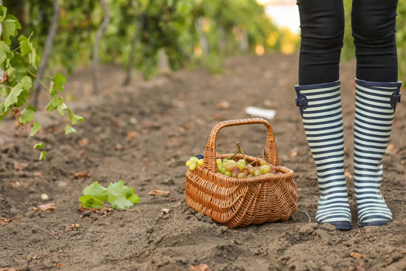 Person wearing striped boots standing next to a wicker basket filled with freshly picked grapes in a vineyard.