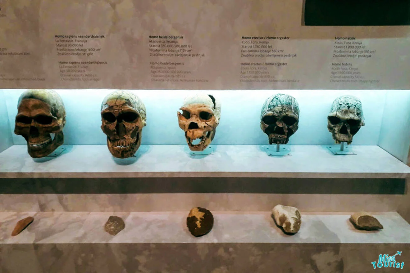 Five ancient hominid skulls and several stone tools are displayed in a glass case at a museum, accompanied by descriptive labels.