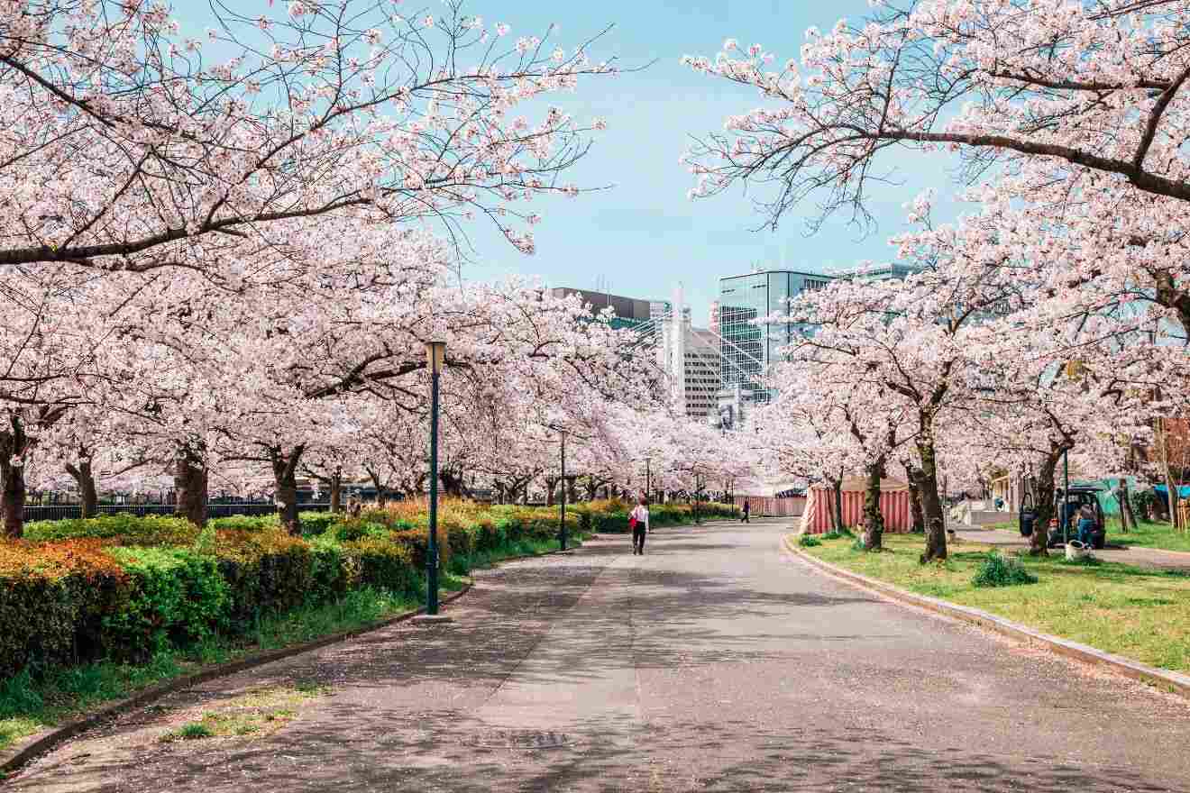 Path lined with blooming cherry blossom trees in an urban park in Japan, with modern buildings in the background.