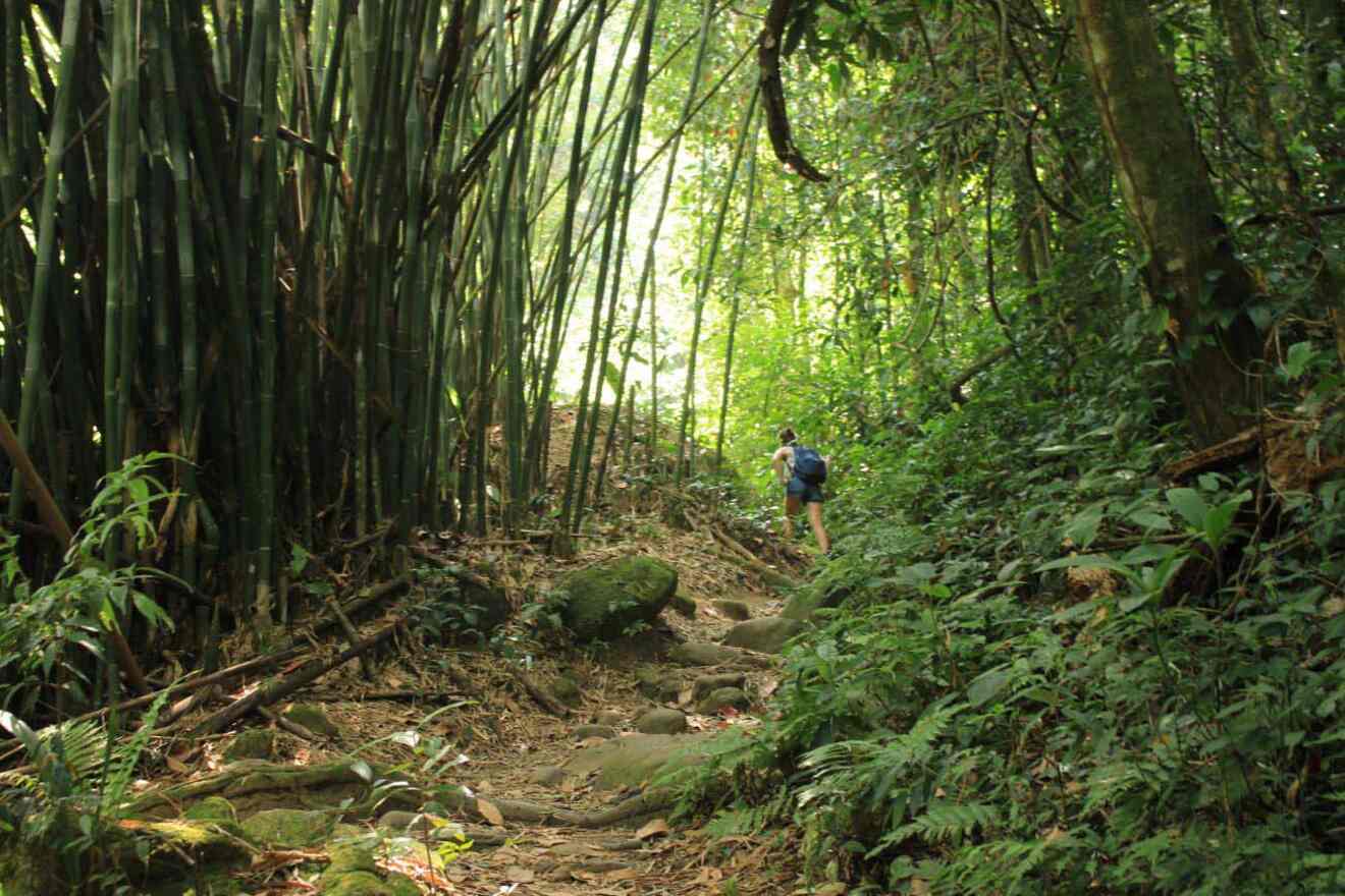 Dense bamboo thicket in the Amazon rainforest with a hiker walking along a narrow, rocky path.