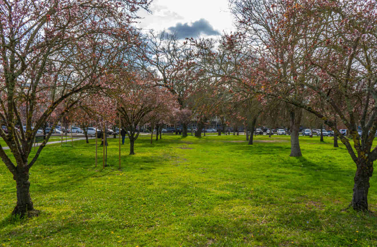 A view of a grassy park area in Windsor, California, with blooming trees and parked cars in the background.