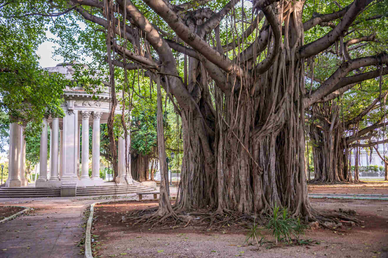 A large banyan tree with multiple aerial roots stands near a white classical structure with columns in a park setting.