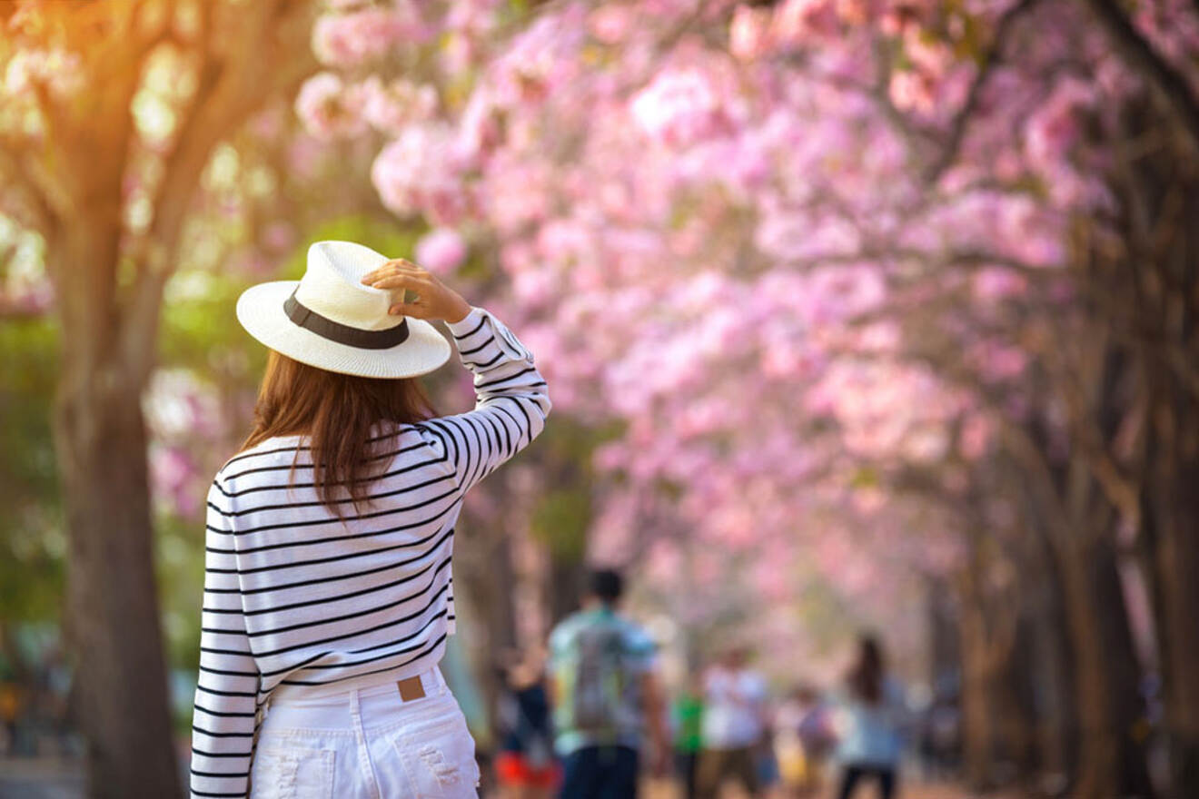 A person in a striped shirt and white hat stands under a canopy of pink flowering trees on a sunny day. Other people are seen in the background enjoying the scenery.