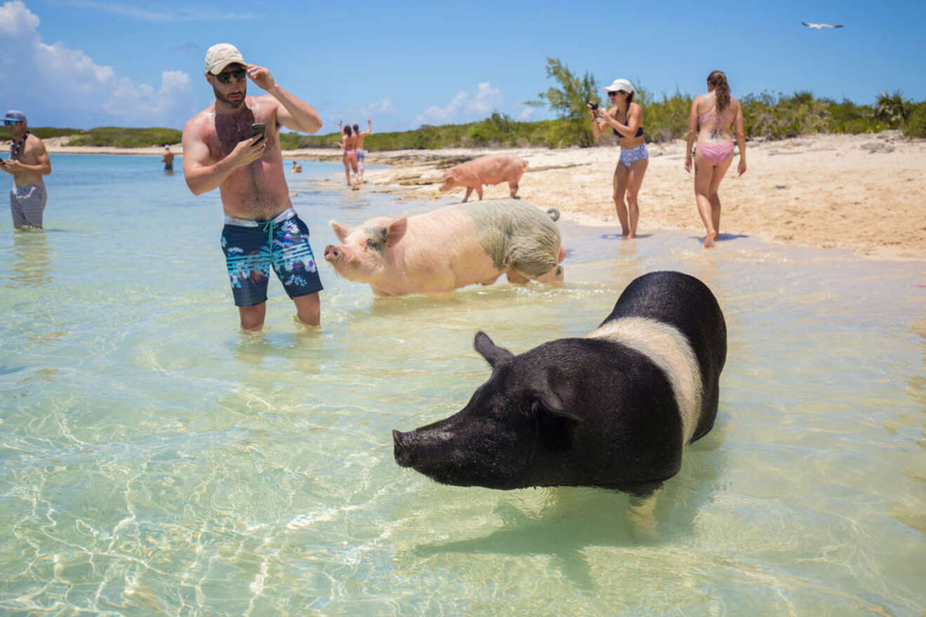 People interacting with swimming pigs in clear shallow water on a sandy beach. Some people are in swimwear, and the background shows vegetation and blue sky.