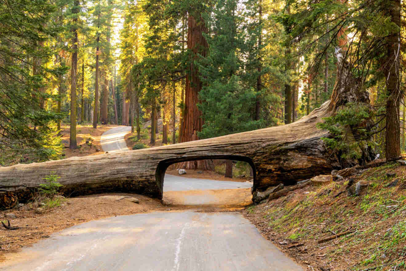 A paved road passing through a tunnel created by a fallen giant sequoia tree in a forest.